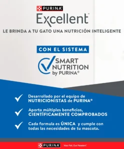 excelent-kitten-AMEANIMAL1