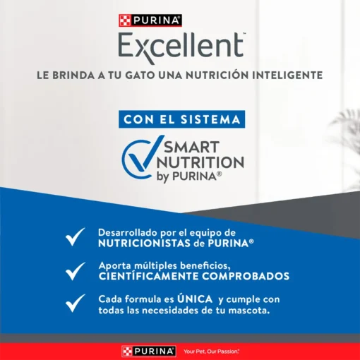 excelent-kitten-AMEANIMAL1