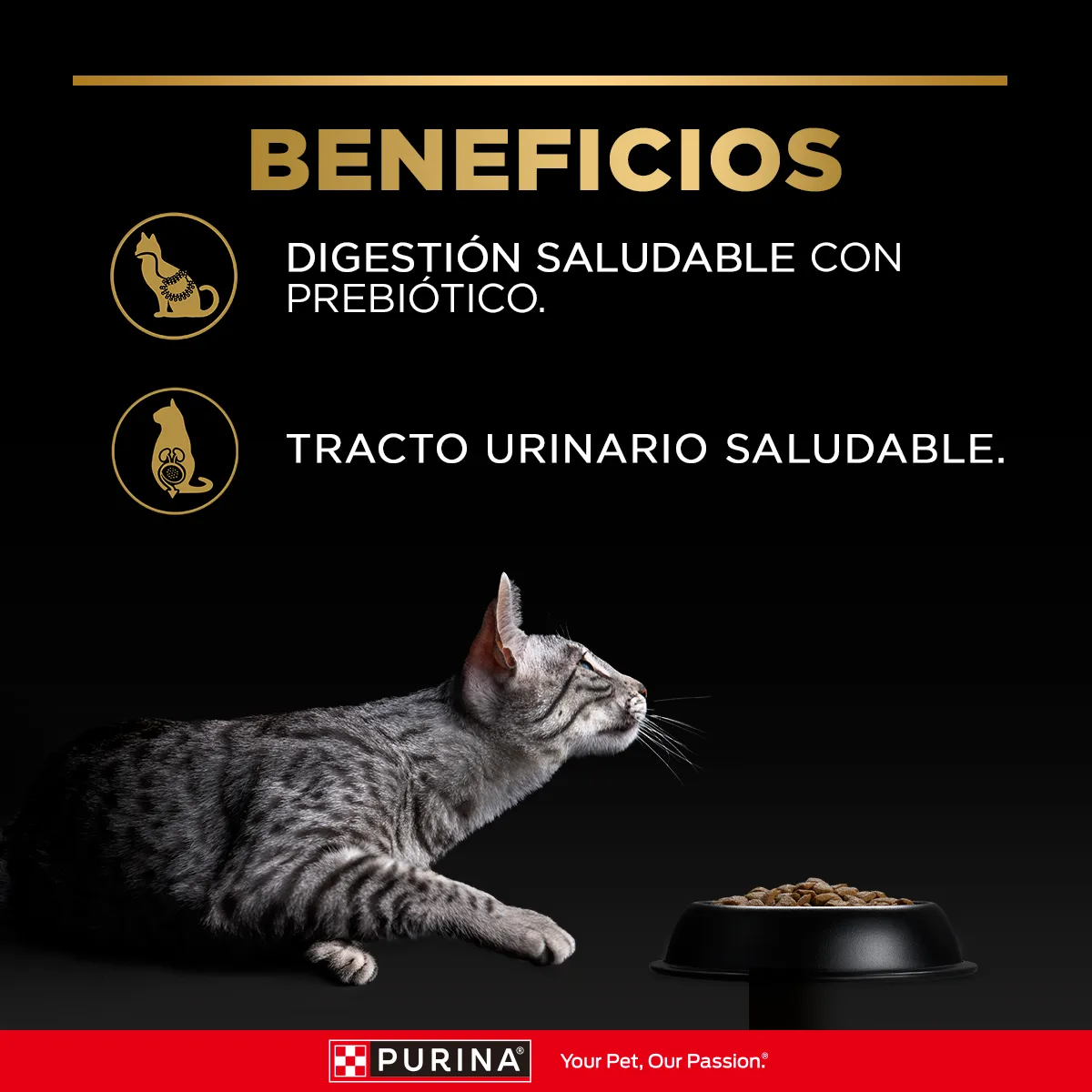 Pro Plan alimento húmedo de salmón - Imagen 2