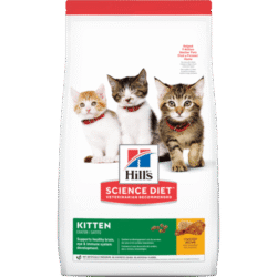 sd-feline-kitten-AMEANIMAL1