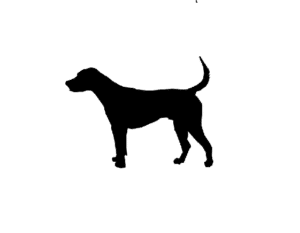 Productos para Perro