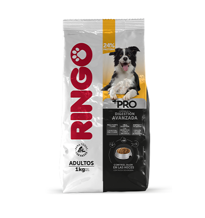 ringo pro adulto perro ame animal