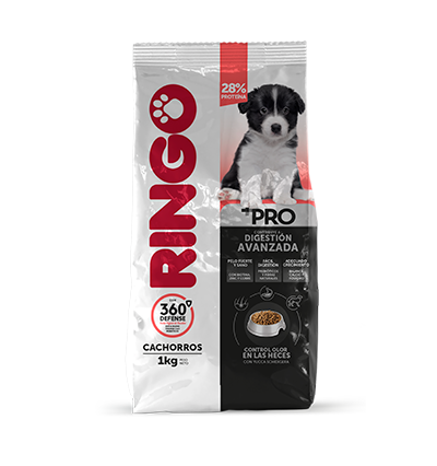 ringo pro cachorro perro ame animal
