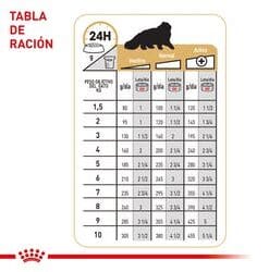 persian-wet-ameanimal1