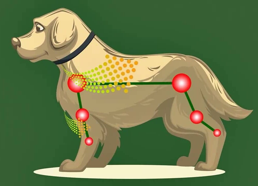 collar-yoos-articular-ameanimal1