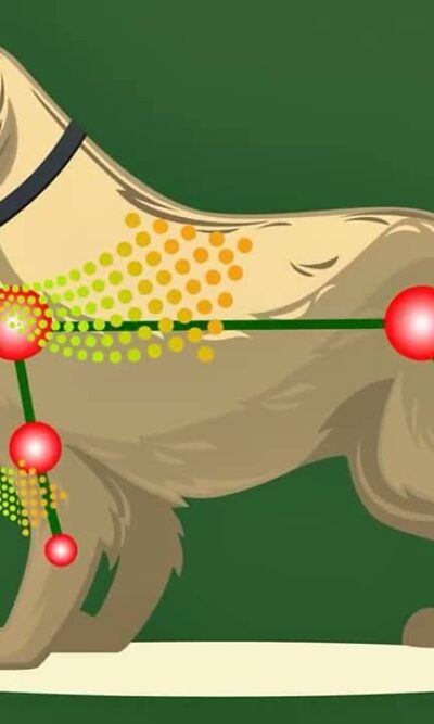 collar-yoos-articular-ameanimal1